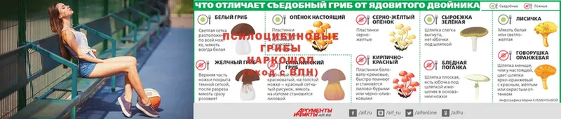 Псилоцибиновые грибы ЛСД  Андреаполь 